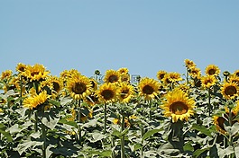向日葵,運(yùn)動(dòng)