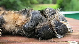 狗爪,德國牧羊犬,阿爾薩斯
