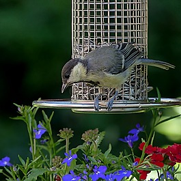 鳥,山雀,parus 主要