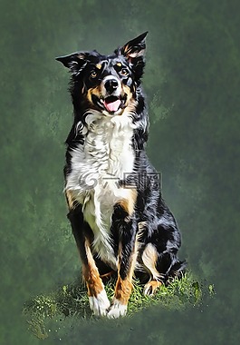 狗,牧羊犬,肖像