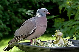 動(dòng)物,鳥,鴿子