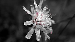 宏,花,黑色和白色