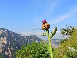 花,山,天空