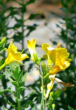 花,黃色,性質(zhì)