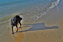 狗,海,海灘
