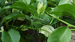 昆蟲,螳螂,樹枝