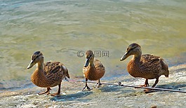 鳥(niǎo),鴨,動(dòng)物