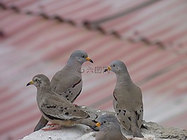 鳥,鴿子,plomas