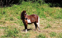 小馬,馬,鬃毛