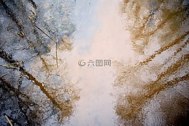 森林,河,樹