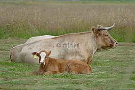 草地,牛,反芻動物