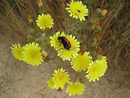 花卉昆蟲,kblume,黃色