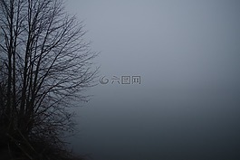霧,布什,氣氛