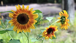 向日葵,煙花爆竹,花園