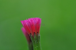 野生花卉,洪都拉斯,圣卢西亚