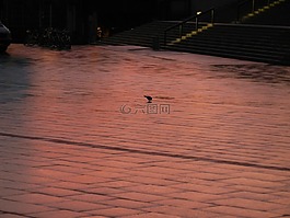 morgenrot,孤獨(dú),鳥