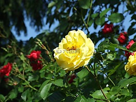 花,盛開,黃色