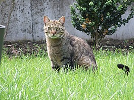 貓,鯖魚,動物