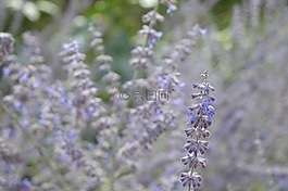 熏衣草,花,野生