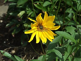 黃色,花,盛開
