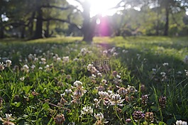 三葉草,花,白