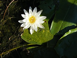 水中百合,多瑙河,水
