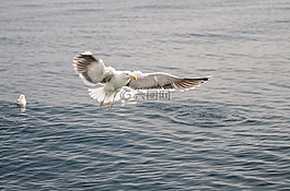 海,鳥,動(dòng)物