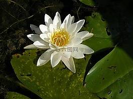 水中百合,多瑙河,水