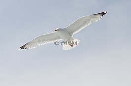 海,鳥,動(dòng)物