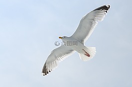 海,鳥,動(dòng)物