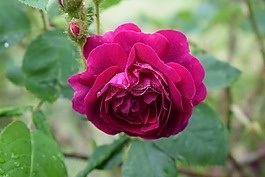 ros,玫瑰,粉色