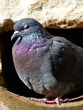 鴿子,動物,鳥