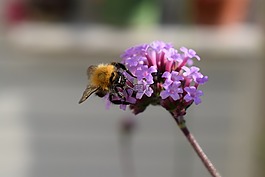 熊蜂,馬鞭,紫色