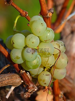 葡萄,水果,藤