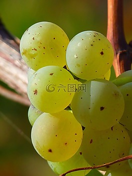葡萄,水果,藤