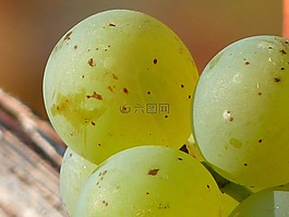 葡萄,水果,藤