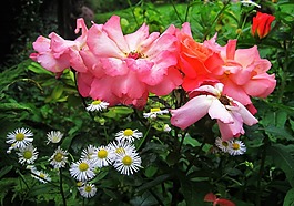 別墅花園,靜物,玫瑰