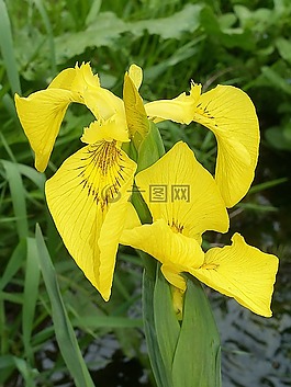 西伯利亞 schwertlilie,鳶尾花,開花