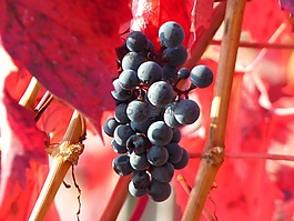 葡萄,水果,藤