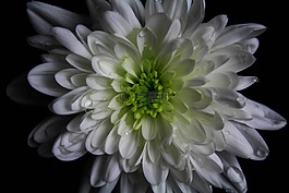 关闭了,特写,花