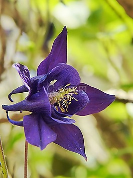 鴿的,花,廠