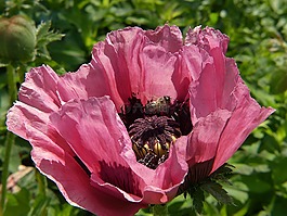 罌粟,klatschmohn,罌粟花