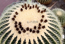 仙人掌,植物園,基爾