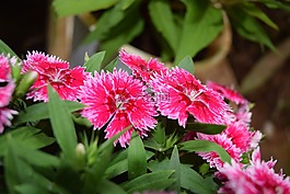 春天的花朵,天性,春禄区