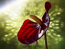 馬蹄蓮,紅色,百合
