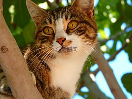 猫,生物,动物