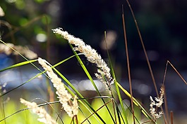 刀片,草的,草