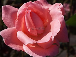 羅莎,性質(zhì),鮮花