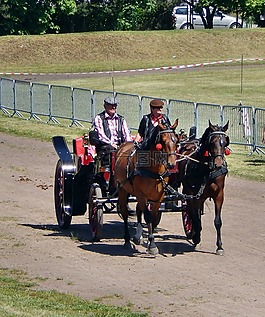 馬車(chē),這匹馬,加洛普