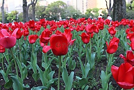郁金香,鮮花,公園